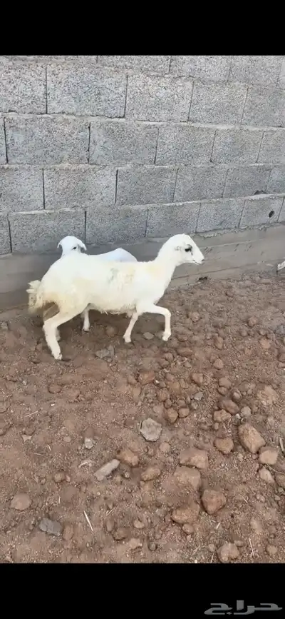جذعه 4