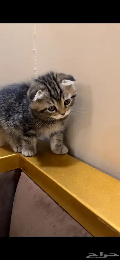قطط سكوتش 1
