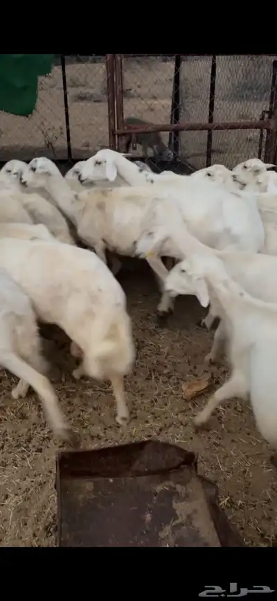 21 من الضان طيبه 2