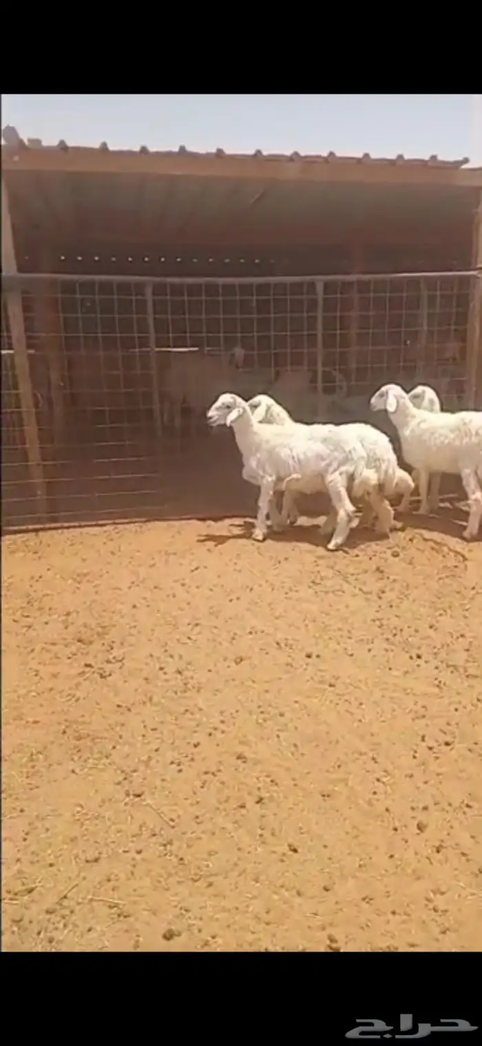 ذبايح حري طيبه 1