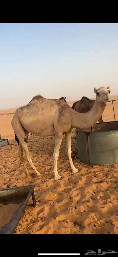 بنت سياف الخيارين 0