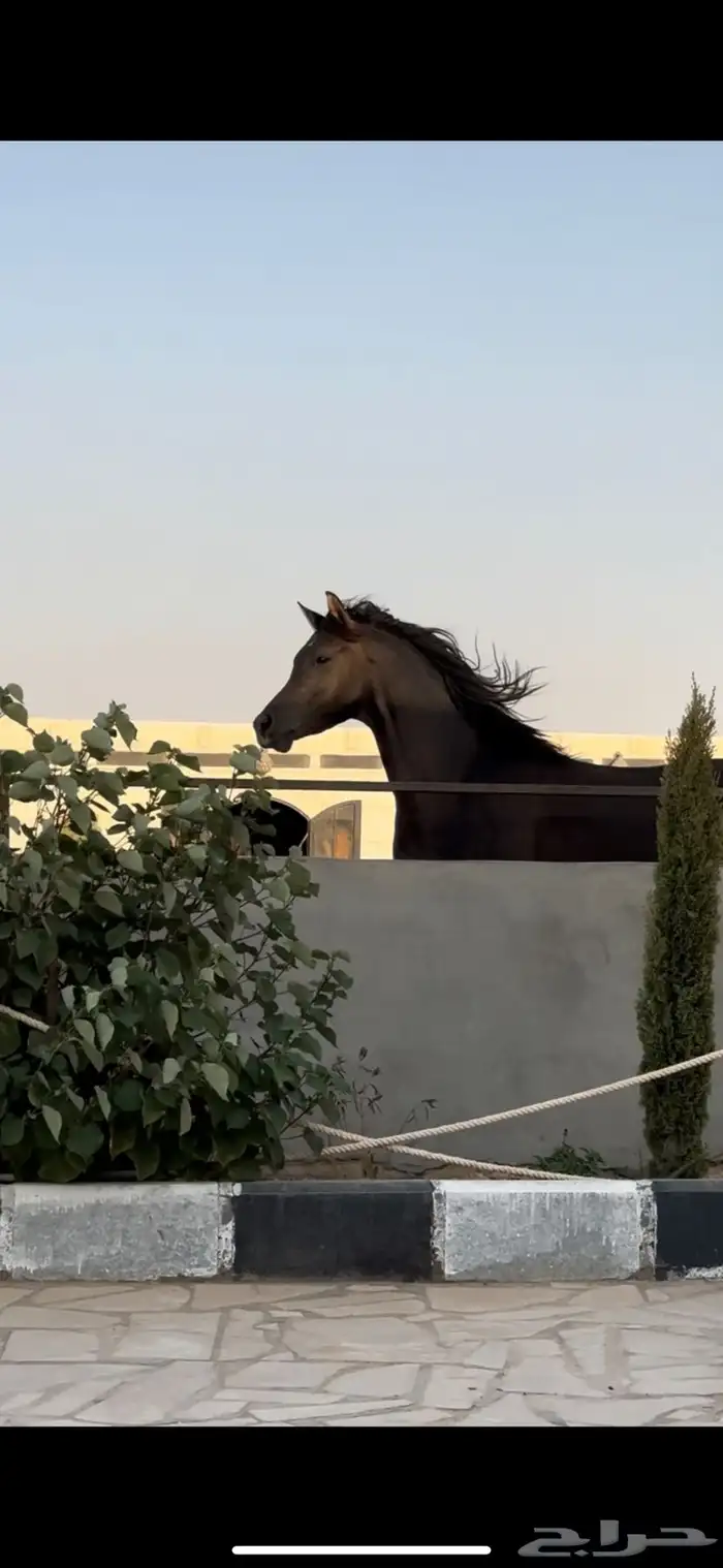 مربط الفهد للخيول القريات 6