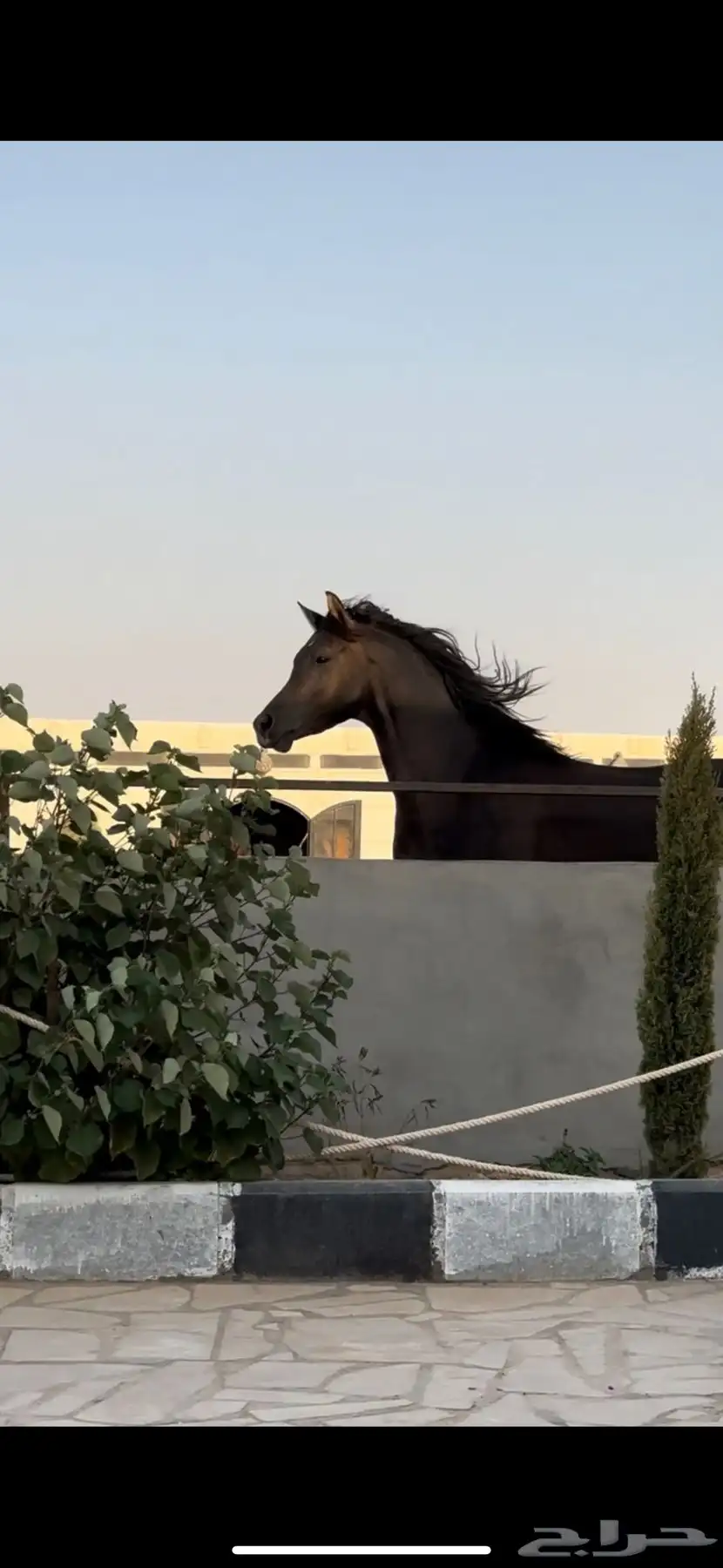 مربط الفهد للخيول القرسات index