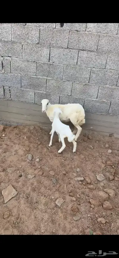 جذعه 3