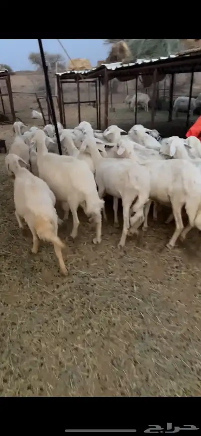 21 من الضان طيبه 3