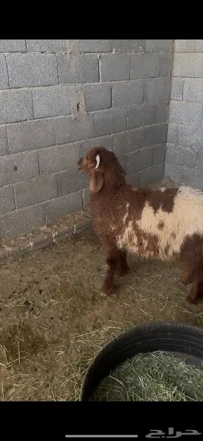 للبيع خروف عمره 8 شهور 0
