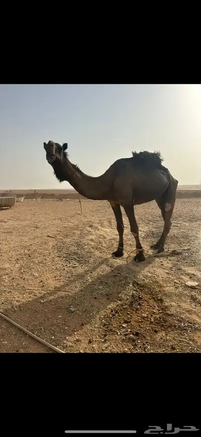 البعير سنه سديس فيه ذيبه ولا تمنعه من الضراب الموقع الخرج 0