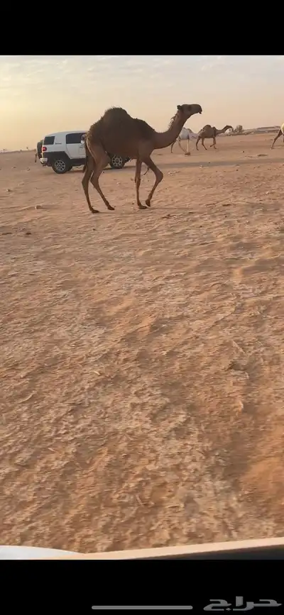 حواره صفرا دبيانيه 0