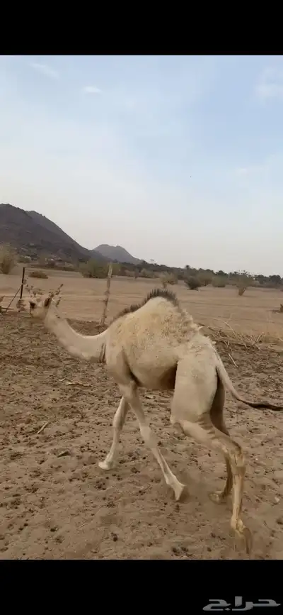 بكره للبيع 0