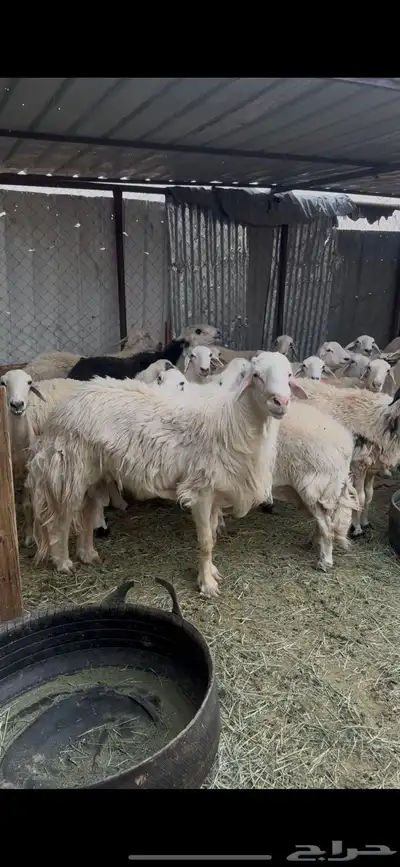 ظان للبيع جملة 4