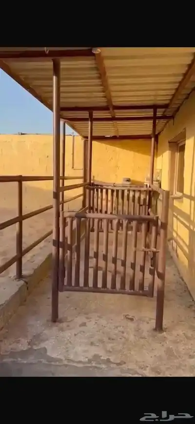 اسطبل مميز للبيع 1