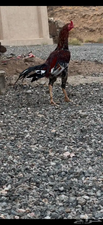 دجاج سندي زوج 1