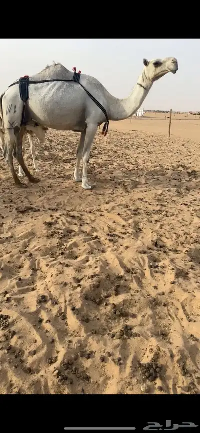 خلفه وضحى طيبه 1