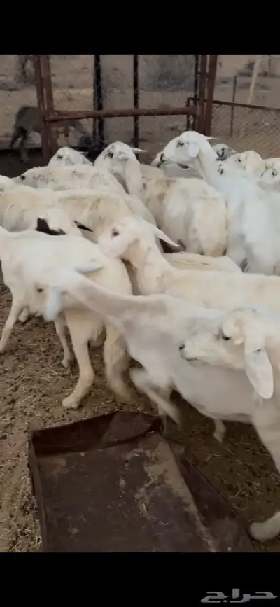 21 من الضان طيبه 1