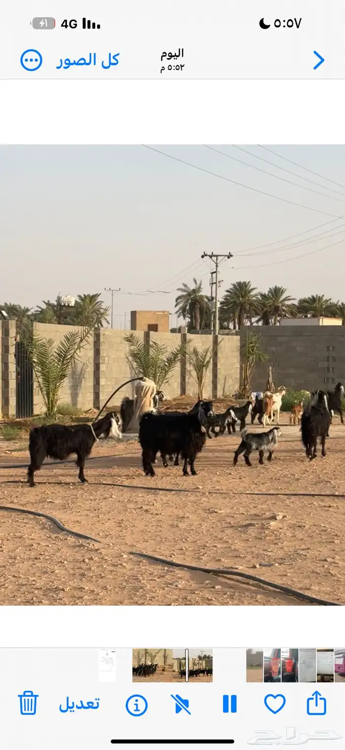 معزا العداد6تحت 9 0