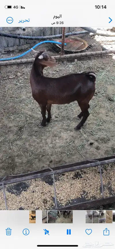 10 تيوس للبيع 0
