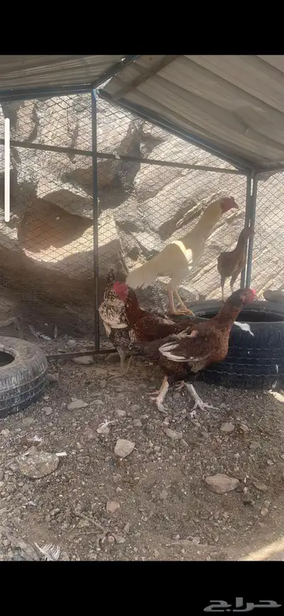 دجاج باكستاني سندي بيور 0