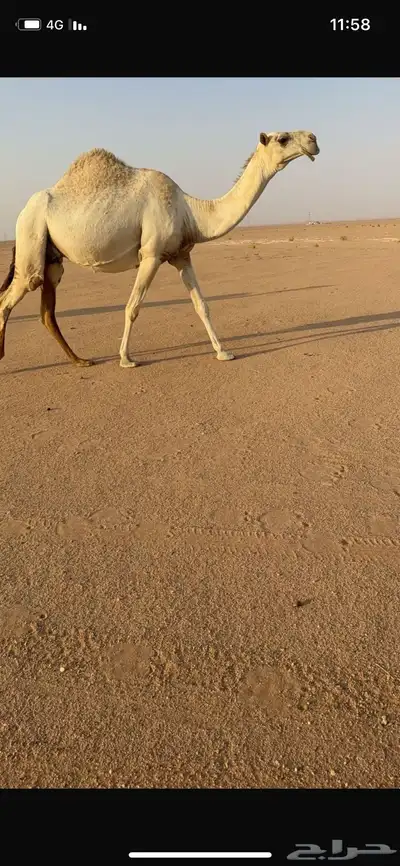 البيع خلفه تحته قعود سنه ثنو سليمه على شرط توصل 1