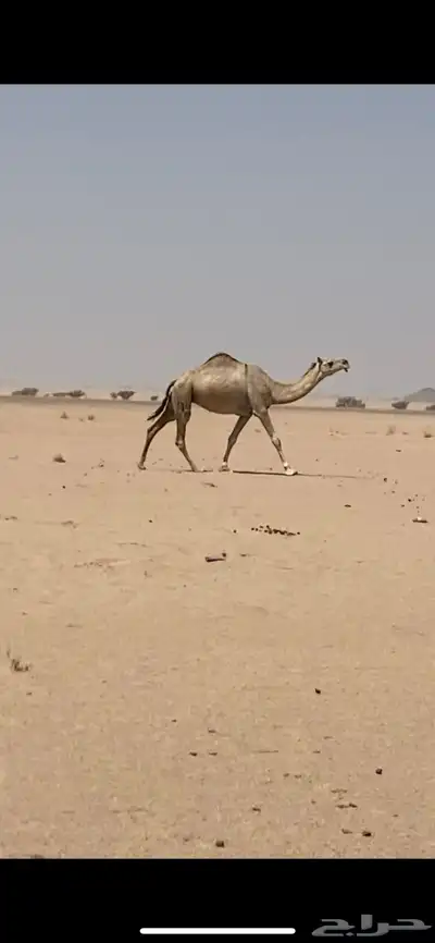 لقحه حمراء طيبه لها في القاح 6 شهور 0