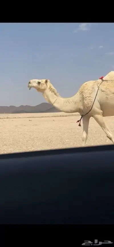 للبيع ظروبه كفو 0