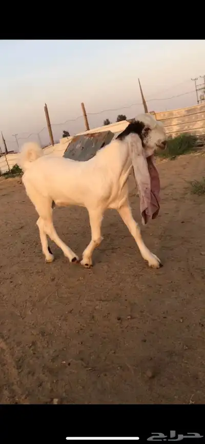للبيع تيس هولندي مشروع فحل كفو 0