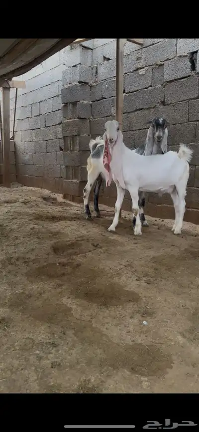 تيوس جذعان 0