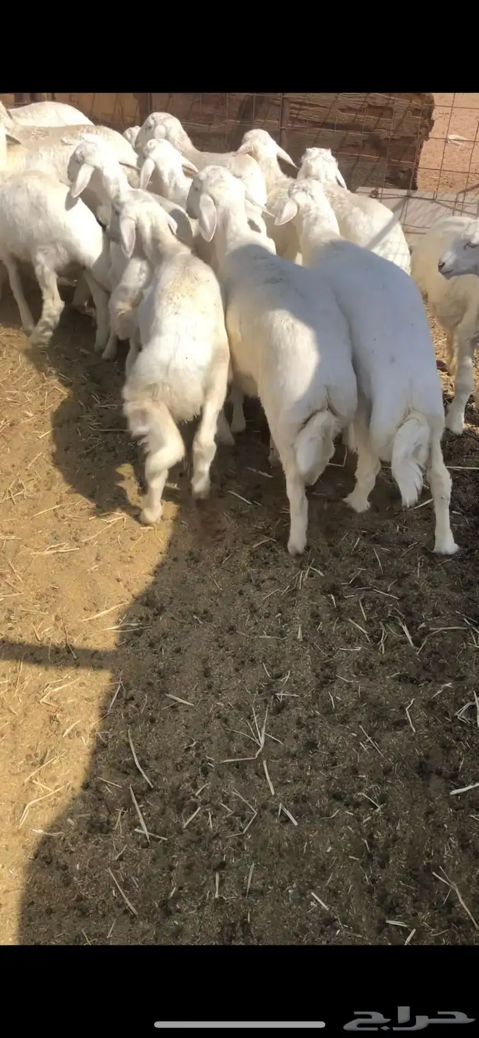 بهم فاخر حد انهائه 6