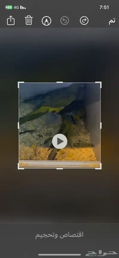 زوج كنيور بتقونيا من اكبر أحجام الكنيور زوج محلل بشهادات 1