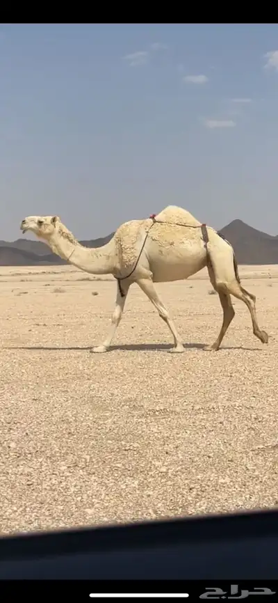 للبيع ظروبه كفو 1