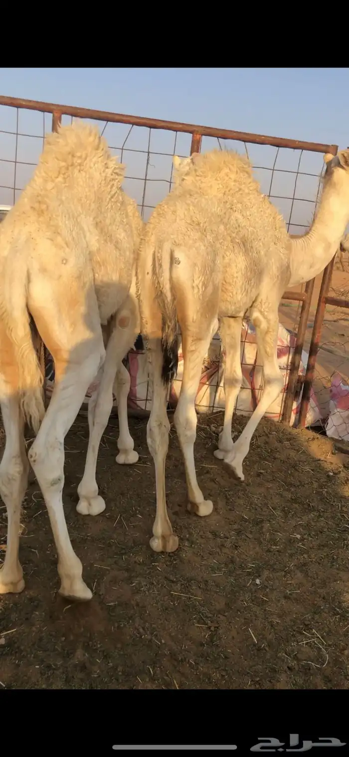 للبيع قعدان قصب 3