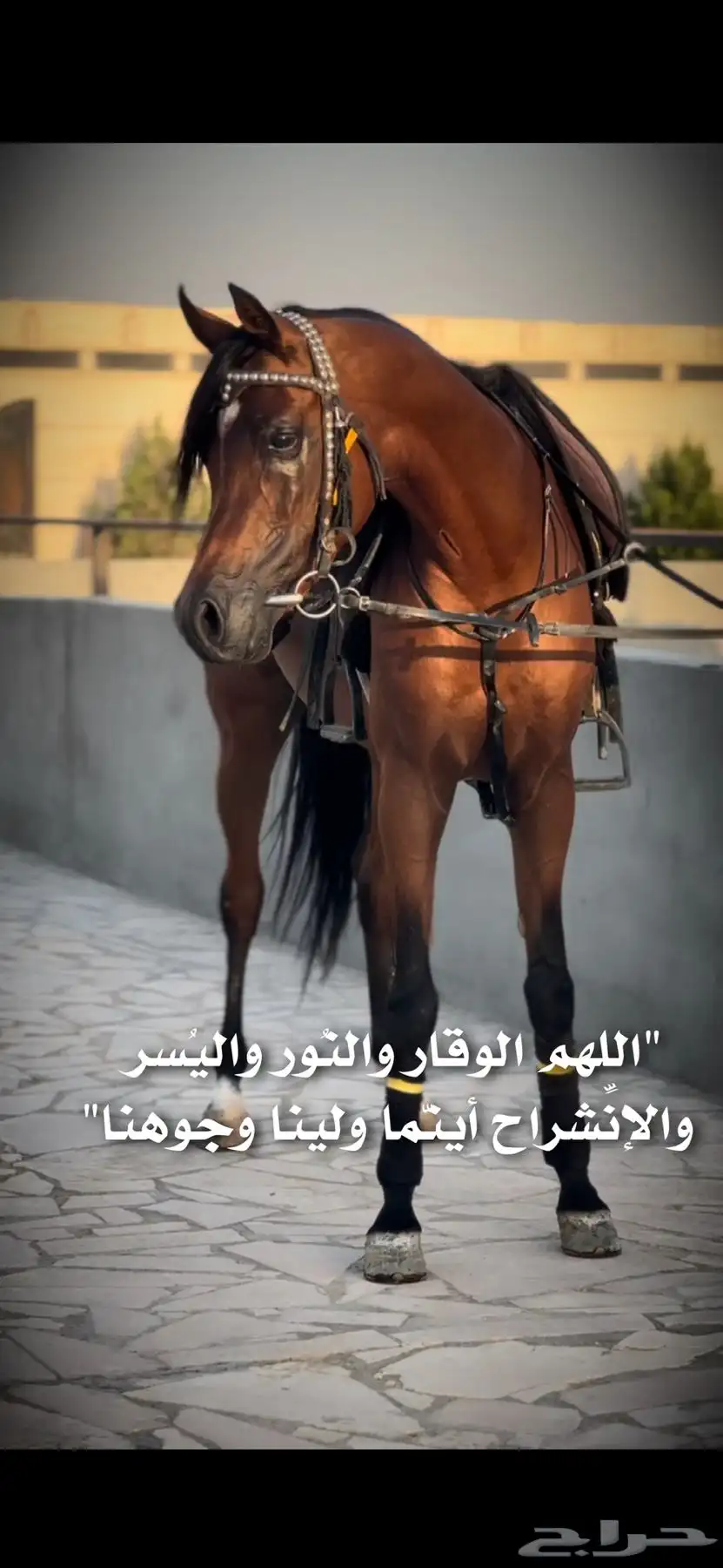 مربط الفهد للخيول القرسات index