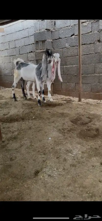 تيوس جذعان 1