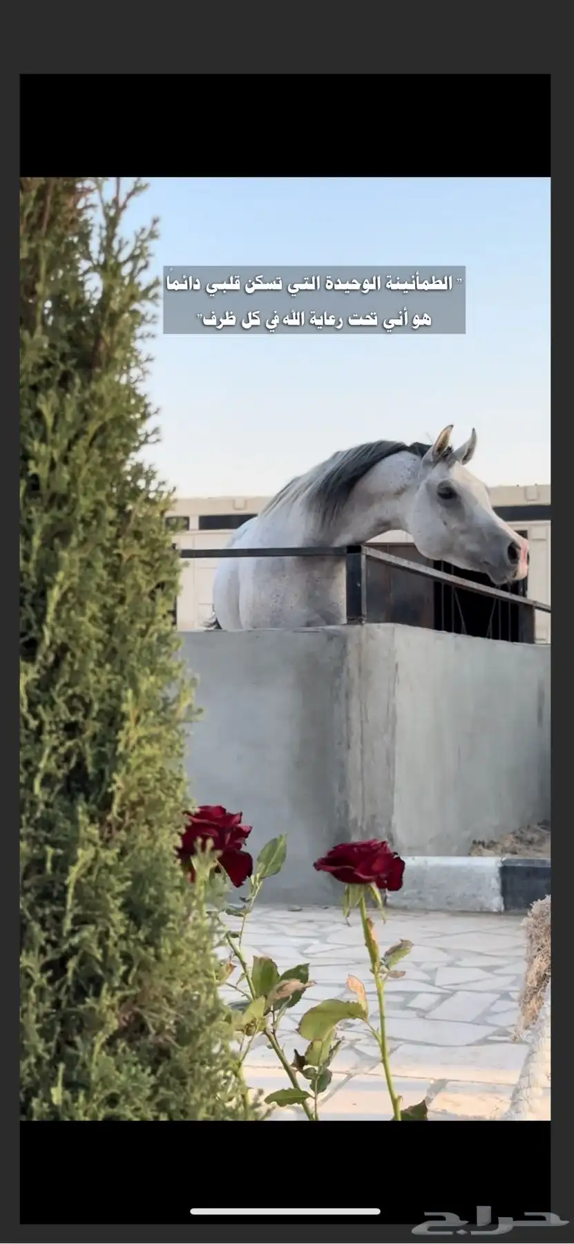مربط الفهد للخيول القرسات index