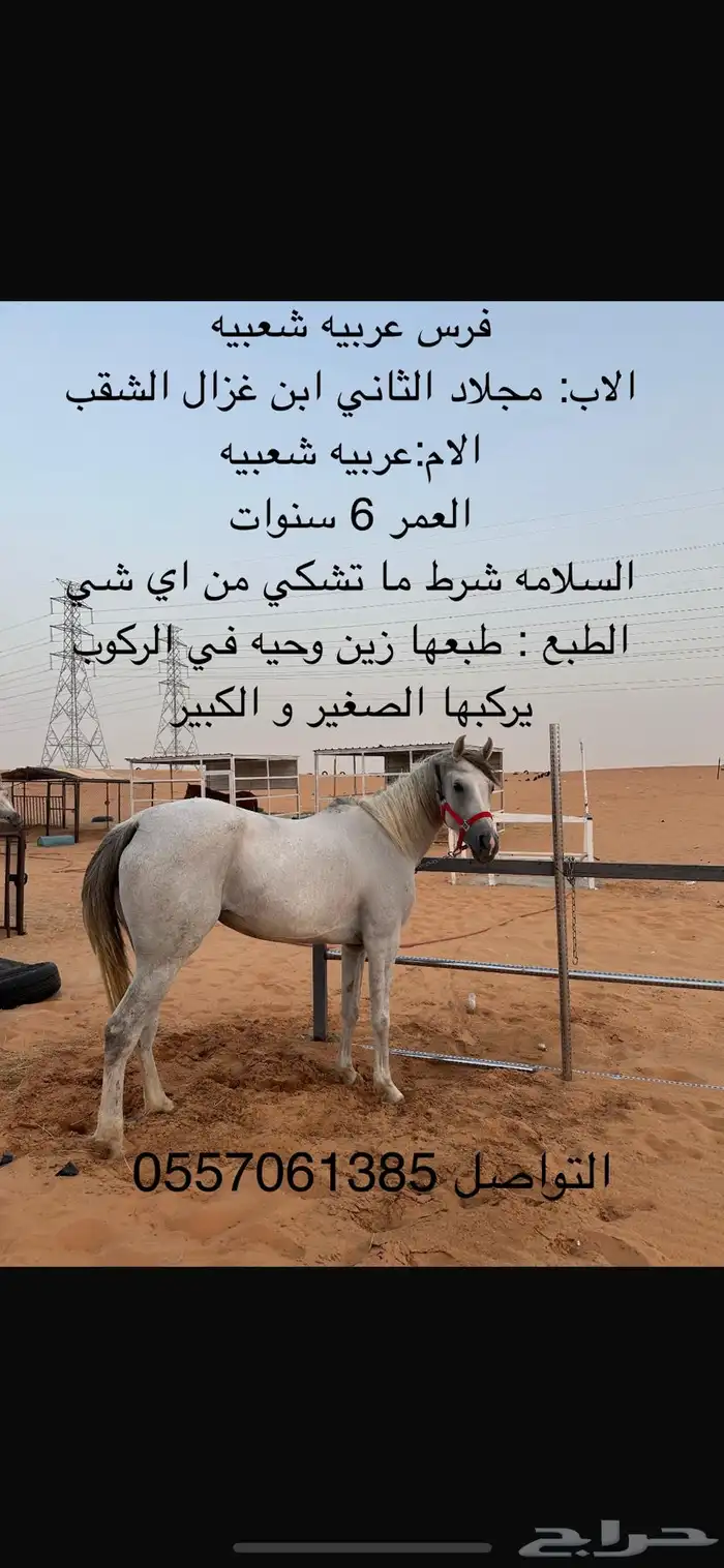 فرس عربية شعبية 0