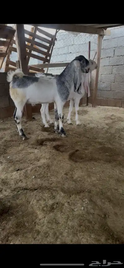 تيوس جذعان 2
