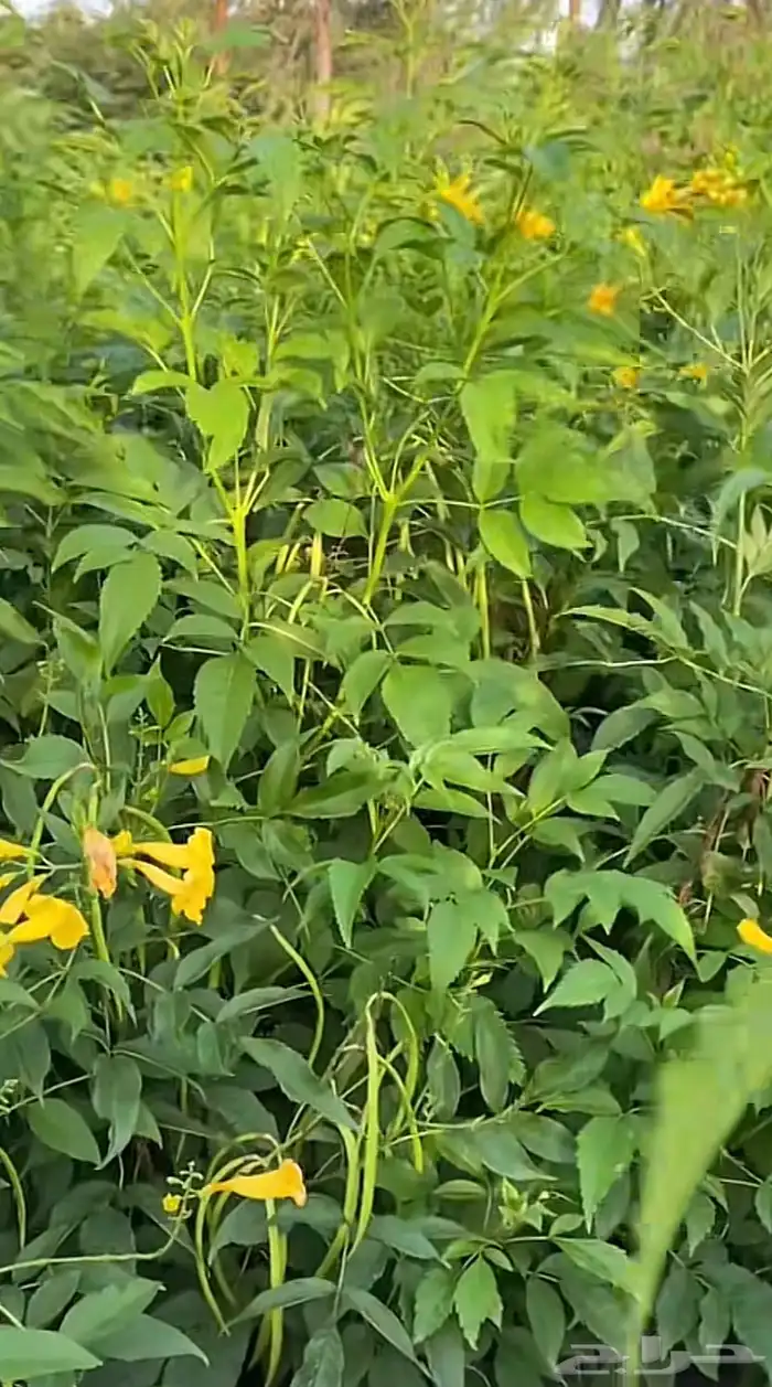 شتلات أشجار زينة جملة 0
