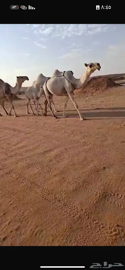 خلفه تحتها قعود سنه ثني لحقه لي 9 شهر علي بعير بتلي بيعين 3