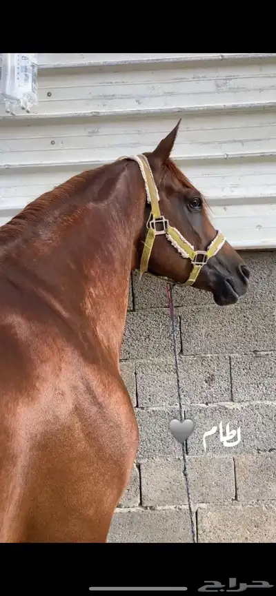 حصان شعبي 3
