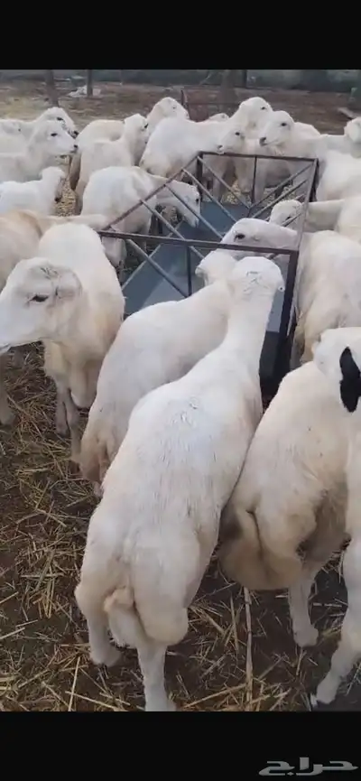مندوب كباش رفيدي 2