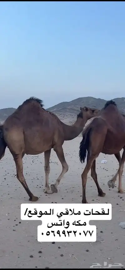 ناقه لقحه جنب 4