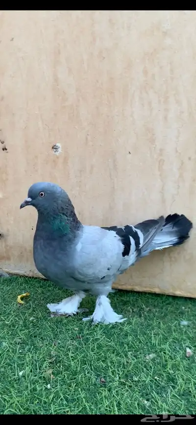 حمام تركي معقد 0