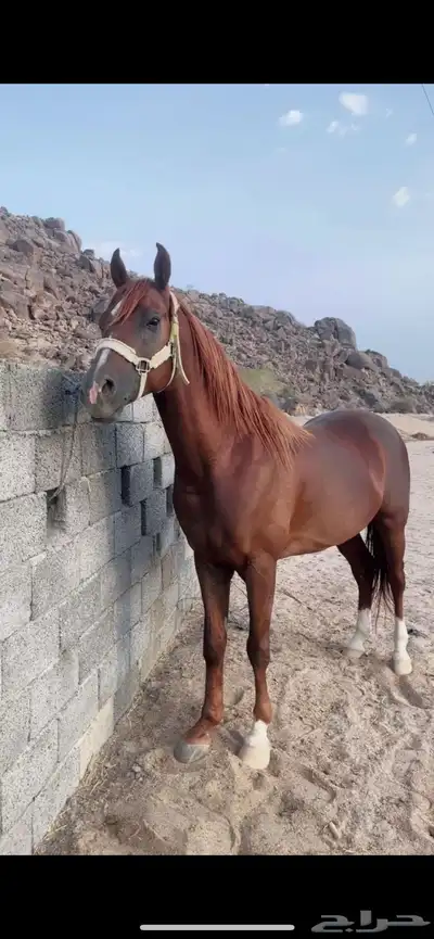 حصان شعبي 4