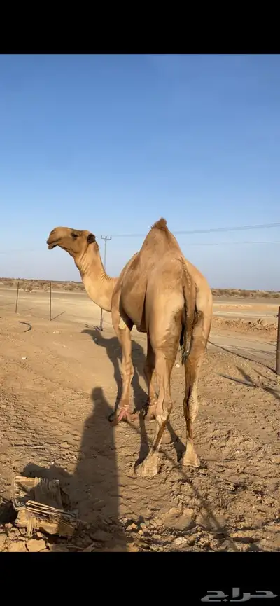 بعير دبياني اكبر بناته حقه 2