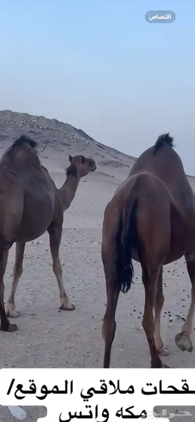 ناقه لقحه جنب 5