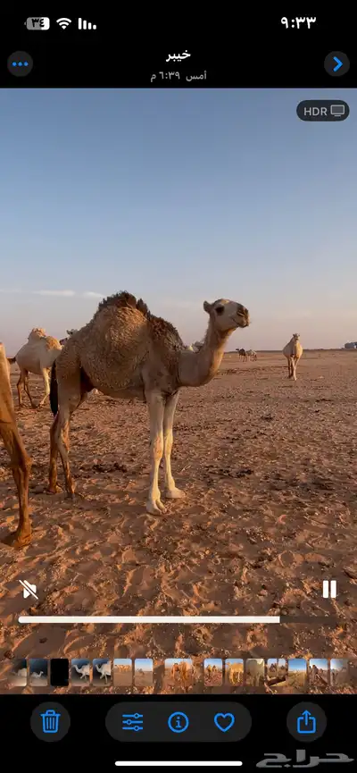 قعدان لحم اربعه 1