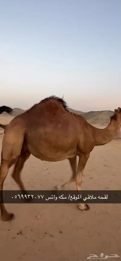 ناقه لقحه جنب 0