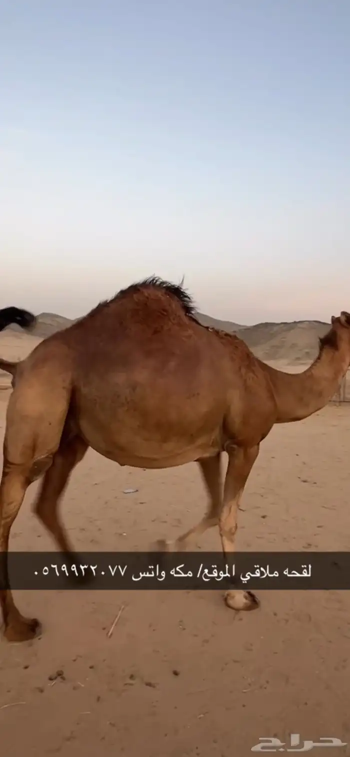 ناقه لقحه جنب (( تم البيع )) 0