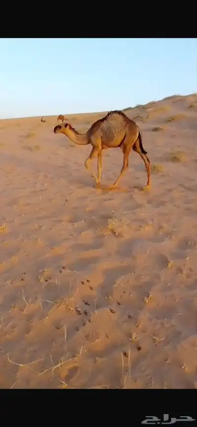 قعود للبيع 0