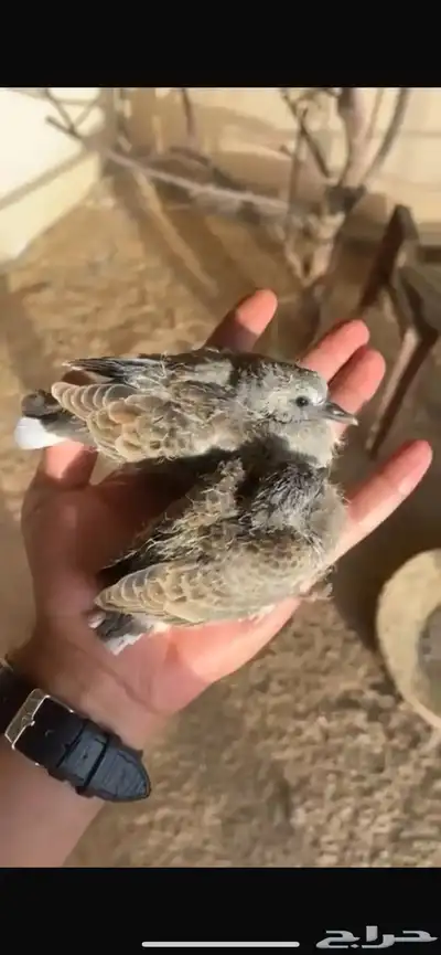 مطلوب فرخ قمري نزل 0