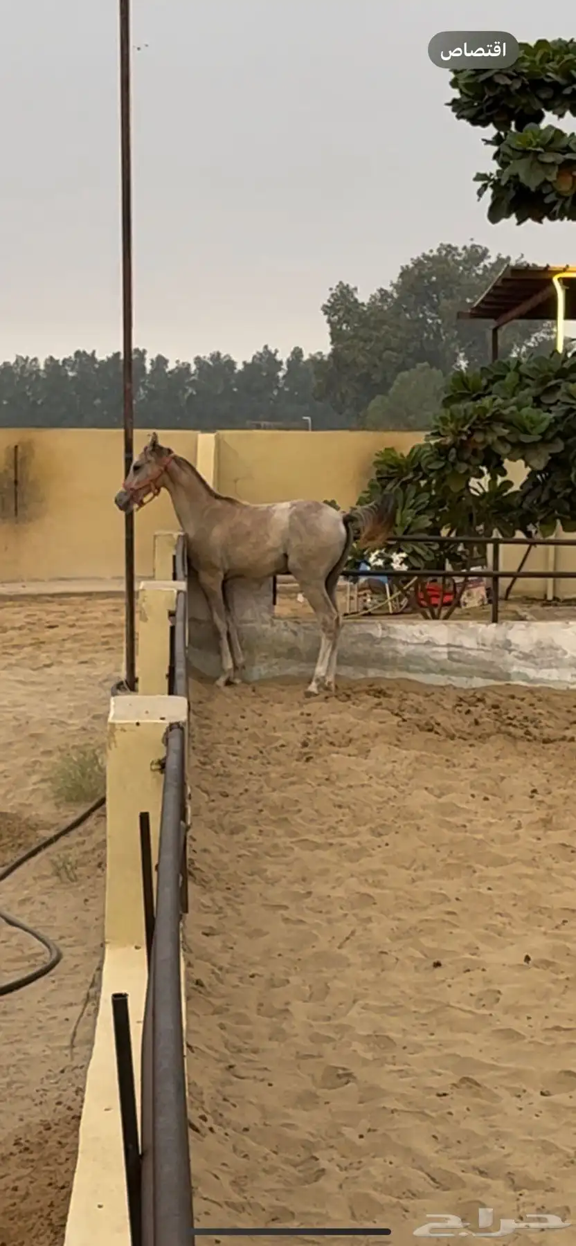 خيل index